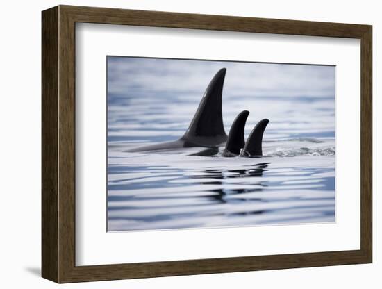 Pod of Orca Whales in Stephens Passage-Paul Souders-Framed Photographic Print