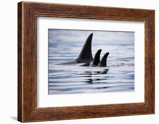 Pod of Orca Whales in Stephens Passage-Paul Souders-Framed Photographic Print