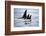 Pod of Orca Whales in Stephens Passage-Paul Souders-Framed Photographic Print