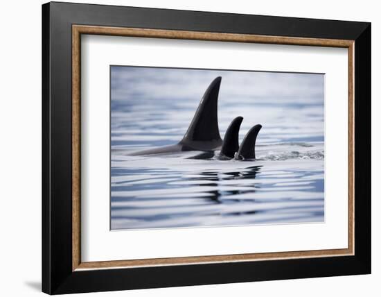 Pod of Orca Whales in Stephens Passage-Paul Souders-Framed Photographic Print