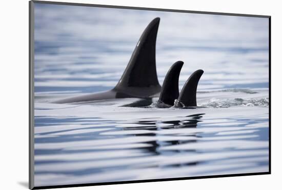 Pod of Orca Whales in Stephens Passage-Paul Souders-Mounted Photographic Print