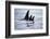 Pod of Orca Whales in Stephens Passage-Paul Souders-Framed Photographic Print