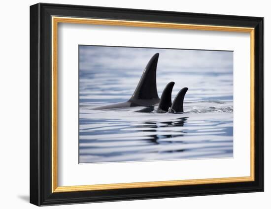 Pod of Orca Whales in Stephens Passage-Paul Souders-Framed Photographic Print