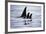 Pod of Orca Whales in Stephens Passage-Paul Souders-Framed Photographic Print