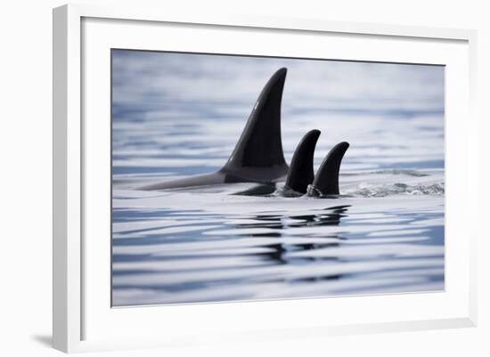 Pod of Orca Whales in Stephens Passage-Paul Souders-Framed Photographic Print