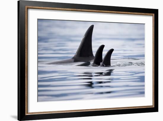 Pod of Orca Whales in Stephens Passage-Paul Souders-Framed Photographic Print