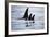 Pod of Orca Whales in Stephens Passage-Paul Souders-Framed Photographic Print