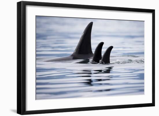 Pod of Orca Whales in Stephens Passage-Paul Souders-Framed Photographic Print