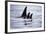 Pod of Orca Whales in Stephens Passage-Paul Souders-Framed Photographic Print