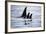 Pod of Orca Whales in Stephens Passage-Paul Souders-Framed Photographic Print