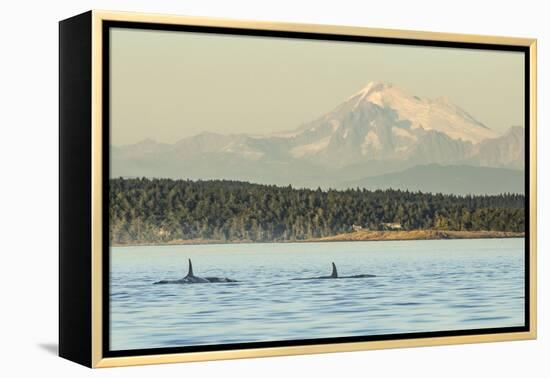 Pod of resident Orca Whales in Haro Strait near San Juan Island with Mt. Baker behind, Washington S-Stuart Westmorland-Framed Premier Image Canvas