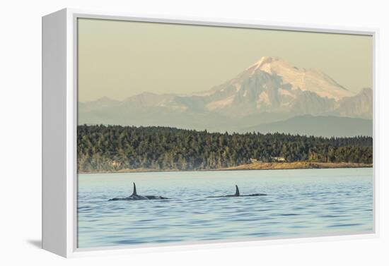 Pod of resident Orca Whales in Haro Strait near San Juan Island with Mt. Baker behind, Washington S-Stuart Westmorland-Framed Premier Image Canvas