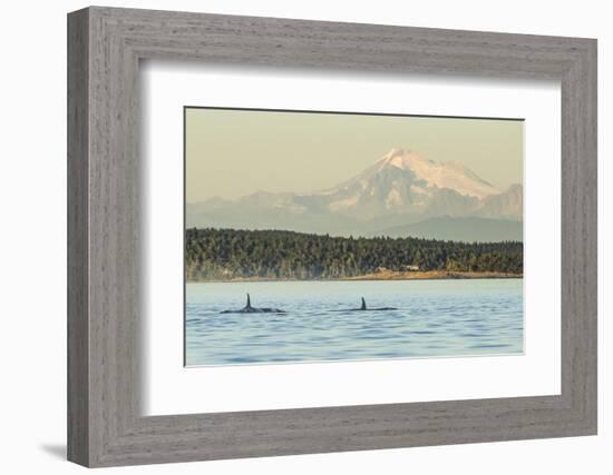 Pod of resident Orca Whales in Haro Strait near San Juan Island with Mt. Baker behind, Washington S-Stuart Westmorland-Framed Photographic Print