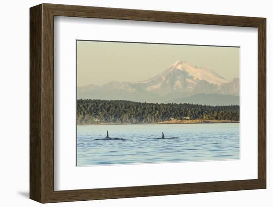 Pod of resident Orca Whales in Haro Strait near San Juan Island with Mt. Baker behind, Washington S-Stuart Westmorland-Framed Photographic Print
