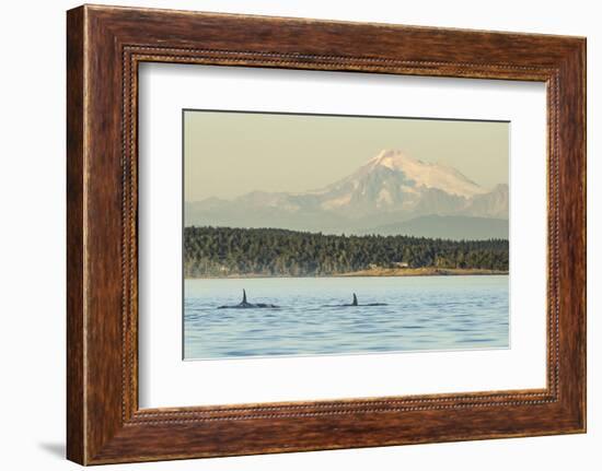 Pod of resident Orca Whales in Haro Strait near San Juan Island with Mt. Baker behind, Washington S-Stuart Westmorland-Framed Photographic Print