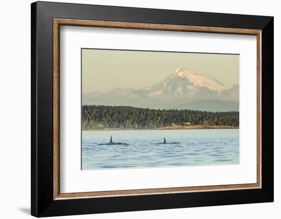 Pod of resident Orca Whales in Haro Strait near San Juan Island with Mt. Baker behind, Washington S-Stuart Westmorland-Framed Photographic Print