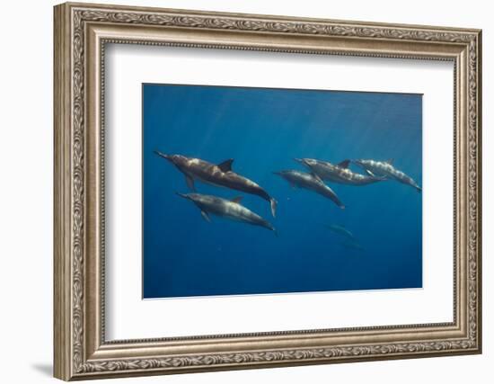 Pod of Spinner dolphin swimming, Honduras-Claudio Contreras-Framed Photographic Print