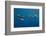 Pod of Spinner dolphin swimming, Honduras-Claudio Contreras-Framed Photographic Print