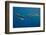 Pod of Spinner dolphin swimming, Honduras-Claudio Contreras-Framed Photographic Print