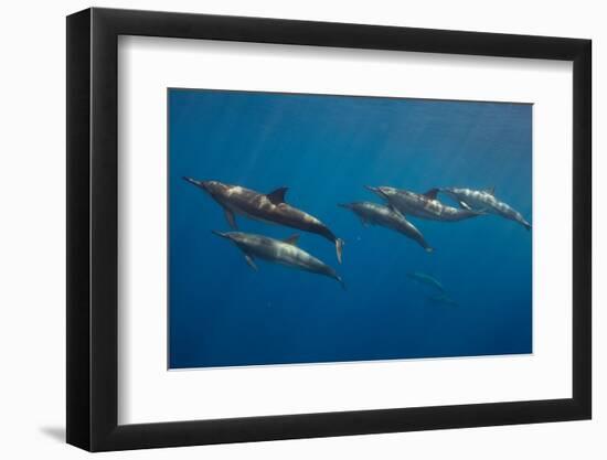 Pod of Spinner dolphin swimming, Honduras-Claudio Contreras-Framed Photographic Print