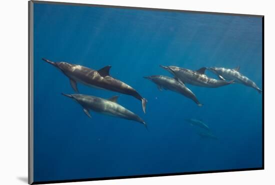 Pod of Spinner dolphin swimming, Honduras-Claudio Contreras-Mounted Photographic Print