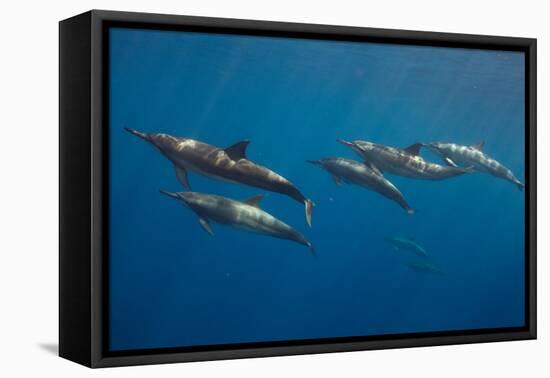 Pod of Spinner dolphin swimming, Honduras-Claudio Contreras-Framed Premier Image Canvas