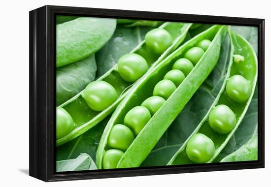 Pods of Green Peas on a Background of Leaves-Volff-Framed Premier Image Canvas