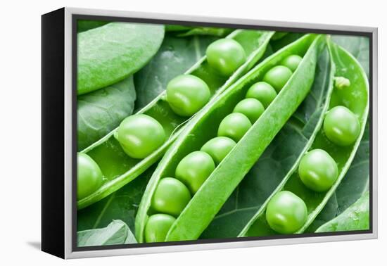 Pods of Green Peas on a Background of Leaves-Volff-Framed Premier Image Canvas
