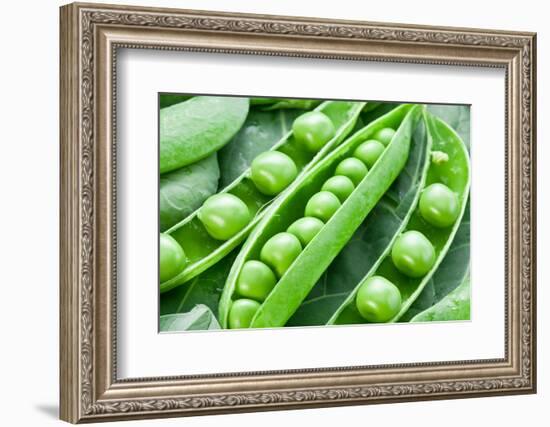 Pods of Green Peas on a Background of Leaves-Volff-Framed Photographic Print