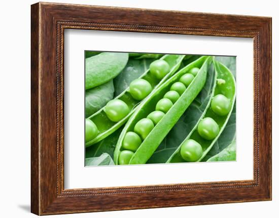 Pods of Green Peas on a Background of Leaves-Volff-Framed Photographic Print