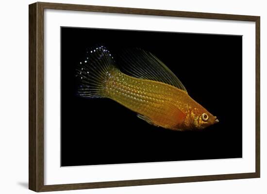 Poecilia Latipinna (Sailfin Molly)-Paul Starosta-Framed Photographic Print