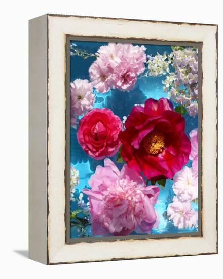 Poeny Blossoms in Pink and Red in Blue Reflected Water-Alaya Gadeh-Framed Premier Image Canvas