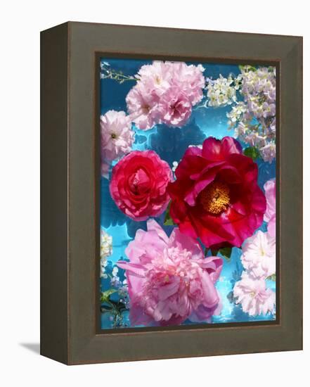 Poeny Blossoms in Pink and Red in Blue Reflected Water-Alaya Gadeh-Framed Premier Image Canvas