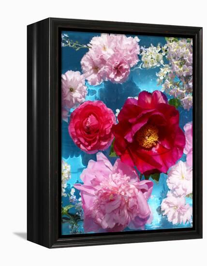 Poeny Blossoms in Pink and Red in Blue Reflected Water-Alaya Gadeh-Framed Premier Image Canvas