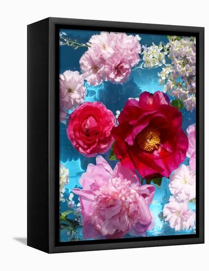 Poeny Blossoms in Pink and Red in Blue Reflected Water-Alaya Gadeh-Framed Premier Image Canvas