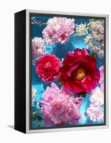 Poeny Blossoms in Pink and Red in Blue Reflected Water-Alaya Gadeh-Framed Premier Image Canvas