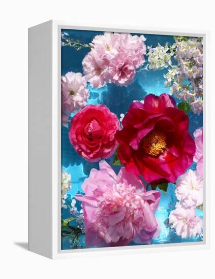 Poeny Blossoms in Pink and Red in Blue Reflected Water-Alaya Gadeh-Framed Premier Image Canvas