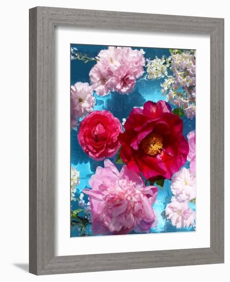 Poeny Blossoms in Pink and Red in Blue Reflected Water-Alaya Gadeh-Framed Photographic Print