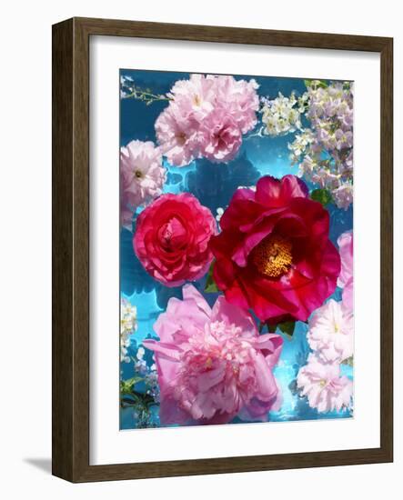 Poeny Blossoms in Pink and Red in Blue Reflected Water-Alaya Gadeh-Framed Photographic Print
