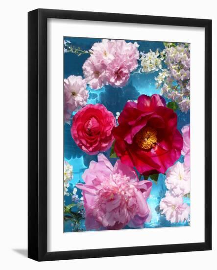 Poeny Blossoms in Pink and Red in Blue Reflected Water-Alaya Gadeh-Framed Photographic Print