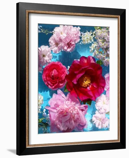 Poeny Blossoms in Pink and Red in Blue Reflected Water-Alaya Gadeh-Framed Photographic Print