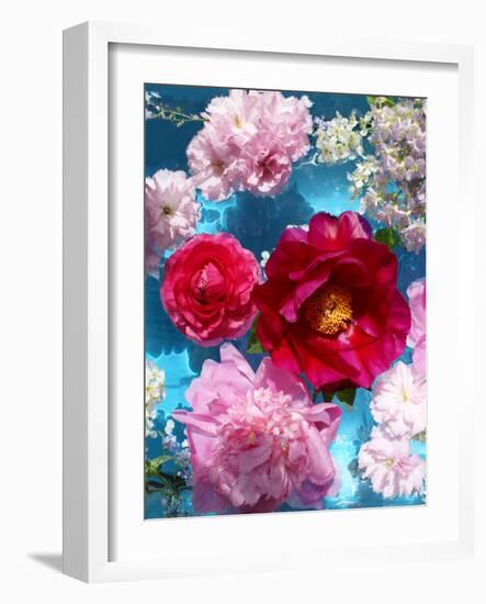 Poeny Blossoms in Pink and Red in Blue Reflected Water-Alaya Gadeh-Framed Photographic Print