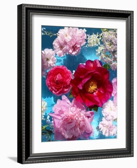 Poeny Blossoms in Pink and Red in Blue Reflected Water-Alaya Gadeh-Framed Photographic Print