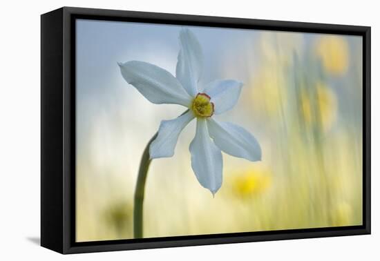 Poet's Daffodil (Narcissus Poeticus) in Flower, Sibillini Np, Italy, May 2009-Müller-Framed Premier Image Canvas