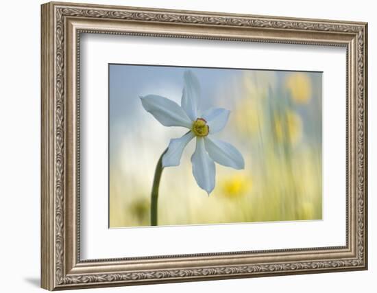 Poet's Daffodil (Narcissus Poeticus) in Flower, Sibillini Np, Italy, May 2009-Müller-Framed Photographic Print