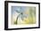 Poet's Daffodil (Narcissus Poeticus) in Flower, Sibillini Np, Italy, May 2009-Müller-Framed Photographic Print