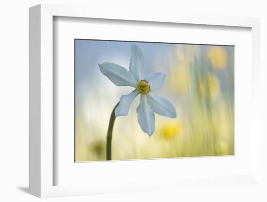 Poet's Daffodil (Narcissus Poeticus) in Flower, Sibillini Np, Italy, May 2009-Müller-Framed Photographic Print