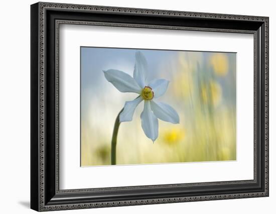 Poet's Daffodil (Narcissus Poeticus) in Flower, Sibillini Np, Italy, May 2009-Müller-Framed Photographic Print