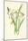 Poet's Daffodil-Frederick Edward Hulme-Mounted Giclee Print