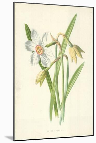 Poet's Daffodil-Frederick Edward Hulme-Mounted Giclee Print